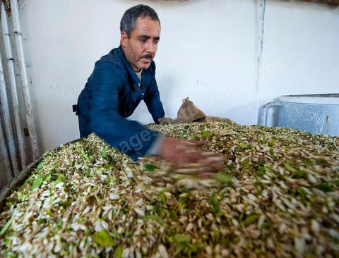 Chargement des Fleurs d'orangers dans l'alambic. Distillerie de fleurs d'orangers de Bigaradier, production d'essence et d'eau de Fleurs d'orangers à la distillerie Carthago Essences à Tunis. La distillerie fut créée il y a plusieurs générations par la famille et est tenue aujourd'hui par la petite fille et passionnée Thouraya.