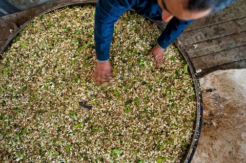 Chargement des Fleurs d'orangers dans l'alambic. Distillerie de fleurs d'orangers de Bigaradier, production d'essence et d'eau de Fleurs d'orangers à la distillerie Carthago Essences à Tunis. La distillerie fut créée il y a plusieurs générations par la famille et est tenue aujourd'hui par la petite fille et passionnée Thouraya.