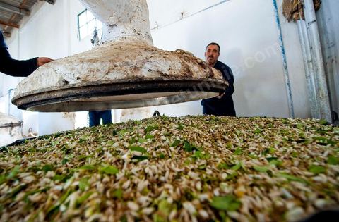 Chargement des Fleurs d'orangers dans l'alambic. Distillerie de fleurs d'orangers de Bigaradier, production d'essence et d'eau de Fleurs d'orangers à la distillerie Carthago Essences à Tunis. La distillerie fut créée il y a plusieurs générations par la famille et est tenue aujourd'hui par la petite fille et passionnée Thouraya.