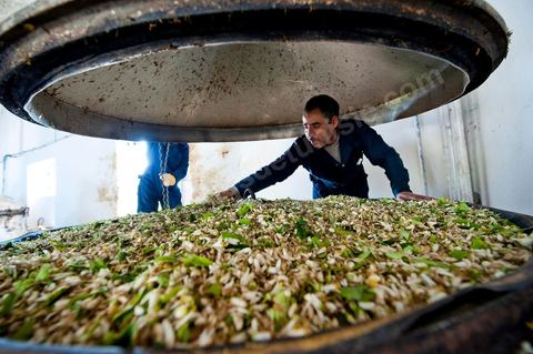 Chargement des Fleurs d'orangers dans l'alambic. Distillerie de fleurs d'orangers de Bigaradier, production d'essence et d'eau de Fleurs d'orangers à la distillerie Carthago Essences à Tunis. La distillerie fut créée il y a plusieurs générations par la famille et est tenue aujourd'hui par la petite fille et passionnée Thouraya.