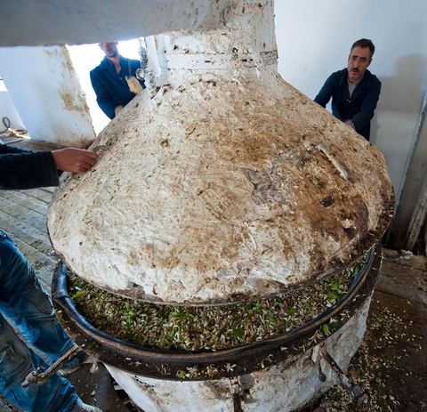 Chargement des Fleurs d'orangers dans l'alambic. Distillerie de fleurs d'orangers de Bigaradier, production d'essence et d'eau de Fleurs d'orangers à la distillerie Carthago Essences à Tunis. La distillerie fut créée il y a plusieurs générations par la famille et est tenue aujourd'hui par la petite fille et passionnée Thouraya.
