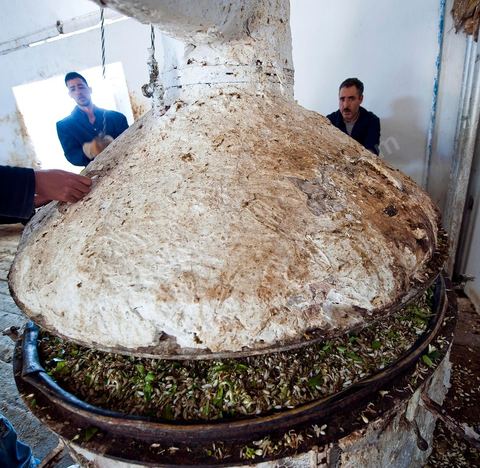Chargement des Fleurs d'orangers dans l'alambic. Distillerie de fleurs d'orangers de Bigaradier, production d'essence et d'eau de Fleurs d'orangers à la distillerie Carthago Essences à Tunis. La distillerie fut créée il y a plusieurs générations par la famille et est tenue aujourd'hui par la petite fille et passionnée Thouraya.