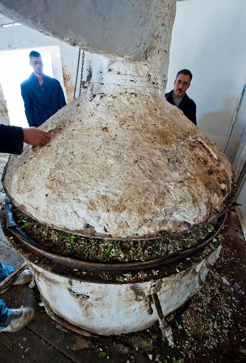Chargement des Fleurs d'orangers dans l'alambic. Distillerie de fleurs d'orangers de Bigaradier, production d'essence et d'eau de Fleurs d'orangers à la distillerie Carthago Essences à Tunis. La distillerie fut créée il y a plusieurs générations par la famille et est tenue aujourd'hui par la petite fille et passionnée Thouraya.
