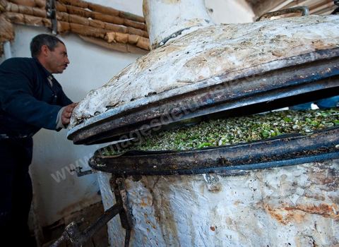 Chargement des Fleurs d'orangers dans l'alambic. Distillerie de fleurs d'orangers de Bigaradier, production d'essence et d'eau de Fleurs d'orangers à la distillerie Carthago Essences à Tunis. La distillerie fut créée il y a plusieurs générations par la famille et est tenue aujourd'hui par la petite fille et passionnée Thouraya.