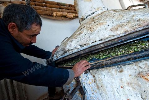 Chargement des Fleurs d'orangers dans l'alambic. Distillerie de fleurs d'orangers de Bigaradier, production d'essence et d'eau de Fleurs d'orangers à la distillerie Carthago Essences à Tunis. La distillerie fut créée il y a plusieurs générations par la famille et est tenue aujourd'hui par la petite fille et passionnée Thouraya.