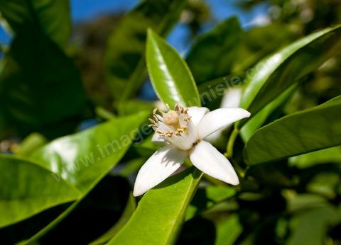 Fleurs d'oranger Bigaradier dans la région de Nabeul. Le bigaradier (Citrus aurantium) est un arbre de la famille des Rutacées (agrume). Le fruit, les feuilles, les rameaux et la fleur ont de nombreuses applications alimentaires et en parfumerie. Ces fleurs d'oranger amer sont blanches ou roses, plus grandes que celles de l'oranger doux et très odorantes. Très parfumée, la fleur du bigaradier sert à la fabrication de l'absolue de fleur d'oranger, de l'eau de fleur d'oranger et de l'essence de néroli utilisée en parfumerie et pour aromatiser les aliments. Ces extraits contiennent de fortes proportions d’anthranylate de méthyle responsable de la note typique de la fleur d’oranger amer.