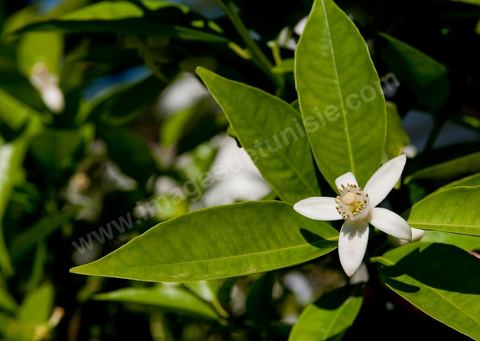 Fleurs d'oranger Bigaradier dans la région de Nabeul. Le bigaradier (Citrus aurantium) est un arbre de la famille des Rutacées (agrume). Le fruit, les feuilles, les rameaux et la fleur ont de nombreuses applications alimentaires et en parfumerie. Ces fleurs d'oranger amer sont blanches ou roses, plus grandes que celles de l'oranger doux et très odorantes. Très parfumée, la fleur du bigaradier sert à la fabrication de l'absolue de fleur d'oranger, de l'eau de fleur d'oranger et de l'essence de néroli utilisée en parfumerie et pour aromatiser les aliments. Ces extraits contiennent de fortes proportions d’anthranylate de méthyle responsable de la note typique de la fleur d’oranger amer.