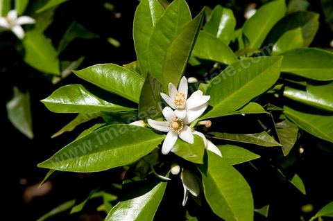 Fleurs d'oranger Bigaradier dans la région de Nabeul. Le bigaradier (Citrus aurantium) est un arbre de la famille des Rutacées (agrume). Le fruit, les feuilles, les rameaux et la fleur ont de nombreuses applications alimentaires et en parfumerie. Ces fleurs d'oranger amer sont blanches ou roses, plus grandes que celles de l'oranger doux et très odorantes. Très parfumée, la fleur du bigaradier sert à la fabrication de l'absolue de fleur d'oranger, de l'eau de fleur d'oranger et de l'essence de néroli utilisée en parfumerie et pour aromatiser les aliments. Ces extraits contiennent de fortes proportions d’anthranylate de méthyle responsable de la note typique de la fleur d’oranger amer.