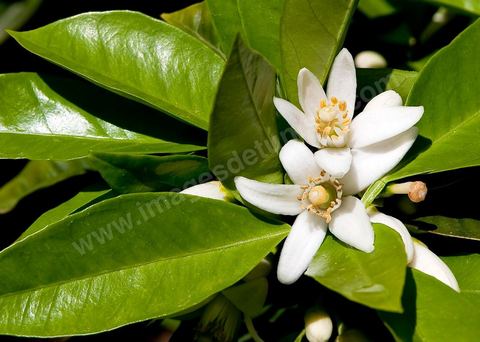 Fleurs d'oranger Bigaradier dans la région de Nabeul. Le bigaradier (Citrus aurantium) est un arbre de la famille des Rutacées (agrume). Le fruit, les feuilles, les rameaux et la fleur ont de nombreuses applications alimentaires et en parfumerie. Ces fleurs d'oranger amer sont blanches ou roses, plus grandes que celles de l'oranger doux et très odorantes. Très parfumée, la fleur du bigaradier sert à la fabrication de l'absolue de fleur d'oranger, de l'eau de fleur d'oranger et de l'essence de néroli utilisée en parfumerie et pour aromatiser les aliments. Ces extraits contiennent de fortes proportions d’anthranylate de méthyle responsable de la note typique de la fleur d’oranger amer.