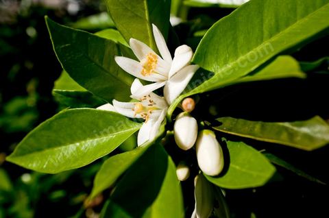 Fleurs d'oranger Bigaradier dans la région de Nabeul. Le bigaradier (Citrus aurantium) est un arbre de la famille des Rutacées (agrume). Le fruit, les feuilles, les rameaux et la fleur ont de nombreuses applications alimentaires et en parfumerie. Ces fleurs d'oranger amer sont blanches ou roses, plus grandes que celles de l'oranger doux et très odorantes. Très parfumée, la fleur du bigaradier sert à la fabrication de l'absolue de fleur d'oranger, de l'eau de fleur d'oranger et de l'essence de néroli utilisée en parfumerie et pour aromatiser les aliments. Ces extraits contiennent de fortes proportions d’anthranylate de méthyle responsable de la note typique de la fleur d’oranger amer.