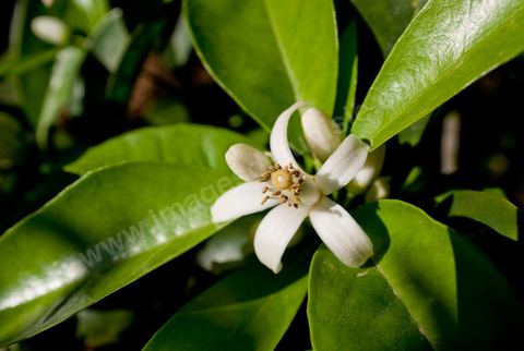 Fleurs d'oranger Bigaradier dans la région de Nabeul. Le bigaradier (Citrus aurantium) est un arbre de la famille des Rutacées (agrume). Le fruit, les feuilles, les rameaux et la fleur ont de nombreuses applications alimentaires et en parfumerie. Ces fleurs d'oranger amer sont blanches ou roses, plus grandes que celles de l'oranger doux et très odorantes. Très parfumée, la fleur du bigaradier sert à la fabrication de l'absolue de fleur d'oranger, de l'eau de fleur d'oranger et de l'essence de néroli utilisée en parfumerie et pour aromatiser les aliments. Ces extraits contiennent de fortes proportions d’anthranylate de méthyle responsable de la note typique de la fleur d’oranger amer.