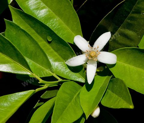 Fleurs d'oranger Bigaradier dans la région de Nabeul. Le bigaradier (Citrus aurantium) est un arbre de la famille des Rutacées (agrume). Le fruit, les feuilles, les rameaux et la fleur ont de nombreuses applications alimentaires et en parfumerie. Ces fleurs d'oranger amer sont blanches ou roses, plus grandes que celles de l'oranger doux et très odorantes. Très parfumée, la fleur du bigaradier sert à la fabrication de l'absolue de fleur d'oranger, de l'eau de fleur d'oranger et de l'essence de néroli utilisée en parfumerie et pour aromatiser les aliments. Ces extraits contiennent de fortes proportions d’anthranylate de méthyle responsable de la note typique de la fleur d’oranger amer.