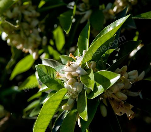 Fleurs d'oranger Bigaradier dans la région de Nabeul. Le bigaradier (Citrus aurantium) est un arbre de la famille des Rutacées (agrume). Le fruit, les feuilles, les rameaux et la fleur ont de nombreuses applications alimentaires et en parfumerie. Ces fleurs d'oranger amer sont blanches ou roses, plus grandes que celles de l'oranger doux et très odorantes. Très parfumée, la fleur du bigaradier sert à la fabrication de l'absolue de fleur d'oranger, de l'eau de fleur d'oranger et de l'essence de néroli utilisée en parfumerie et pour aromatiser les aliments. Ces extraits contiennent de fortes proportions d’anthranylate de méthyle responsable de la note typique de la fleur d’oranger amer.