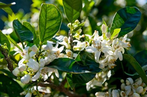 Fleurs d'oranger Bigaradier dans la région de Nabeul. Le bigaradier (Citrus aurantium) est un arbre de la famille des Rutacées (agrume). Le fruit, les feuilles, les rameaux et la fleur ont de nombreuses applications alimentaires et en parfumerie. Ces fleurs d'oranger amer sont blanches ou roses, plus grandes que celles de l'oranger doux et très odorantes. Très parfumée, la fleur du bigaradier sert à la fabrication de l'absolue de fleur d'oranger, de l'eau de fleur d'oranger et de l'essence de néroli utilisée en parfumerie et pour aromatiser les aliments. Ces extraits contiennent de fortes proportions d’anthranylate de méthyle responsable de la note typique de la fleur d’oranger amer.