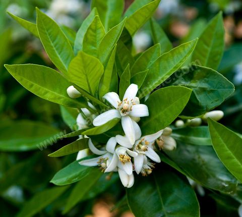 Fleurs d'oranger Bigaradier dans la région de Nabeul. Le bigaradier (Citrus aurantium) est un arbre de la famille des Rutacées (agrume). Le fruit, les feuilles, les rameaux et la fleur ont de nombreuses applications alimentaires et en parfumerie. Ces fleurs d'oranger amer sont blanches ou roses, plus grandes que celles de l'oranger doux et très odorantes. Très parfumée, la fleur du bigaradier sert à la fabrication de l'absolue de fleur d'oranger, de l'eau de fleur d'oranger et de l'essence de néroli utilisée en parfumerie et pour aromatiser les aliments. Ces extraits contiennent de fortes proportions d’anthranylate de méthyle responsable de la note typique de la fleur d’oranger amer.