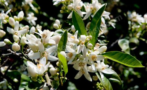 Fleurs d'oranger Bigaradier dans la région de Nabeul. Le bigaradier (Citrus aurantium) est un arbre de la famille des Rutacées (agrume). Le fruit, les feuilles, les rameaux et la fleur ont de nombreuses applications alimentaires et en parfumerie. Ces fleurs d'oranger amer sont blanches ou roses, plus grandes que celles de l'oranger doux et très odorantes. Très parfumée, la fleur du bigaradier sert à la fabrication de l'absolue de fleur d'oranger, de l'eau de fleur d'oranger et de l'essence de néroli utilisée en parfumerie et pour aromatiser les aliments. Ces extraits contiennent de fortes proportions d’anthranylate de méthyle responsable de la note typique de la fleur d’oranger amer.