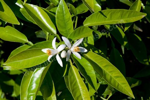 Fleurs d'oranger Bigaradier dans la région de Nabeul. Le bigaradier (Citrus aurantium) est un arbre de la famille des Rutacées (agrume). Le fruit, les feuilles, les rameaux et la fleur ont de nombreuses applications alimentaires et en parfumerie. Ces fleurs d'oranger amer sont blanches ou roses, plus grandes que celles de l'oranger doux et très odorantes. Très parfumée, la fleur du bigaradier sert à la fabrication de l'absolue de fleur d'oranger, de l'eau de fleur d'oranger et de l'essence de néroli utilisée en parfumerie et pour aromatiser les aliments. Ces extraits contiennent de fortes proportions d’anthranylate de méthyle responsable de la note typique de la fleur d’oranger amer.