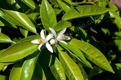 Fleurs d'oranger Bigaradier dans la région de Nabeul. Le bigaradier (Citrus aurantium) est un arbre de la famille des Rutacées (agrume). Le fruit, les feuilles, les rameaux et la fleur ont de nombreuses applications alimentaires et en parfumerie. Ces fleurs d'oranger amer sont blanches ou roses, plus grandes que celles de l'oranger doux et très odorantes. Très parfumée, la fleur du bigaradier sert à la fabrication de l'absolue de fleur d'oranger, de l'eau de fleur d'oranger et de l'essence de néroli utilisée en parfumerie et pour aromatiser les aliments. Ces extraits contiennent de fortes proportions d’anthranylate de méthyle responsable de la note typique de la fleur d’oranger amer.