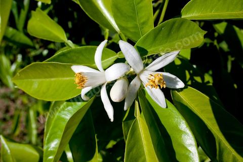 Fleurs d'oranger Bigaradier dans la région de Nabeul. Le bigaradier (Citrus aurantium) est un arbre de la famille des Rutacées (agrume). Le fruit, les feuilles, les rameaux et la fleur ont de nombreuses applications alimentaires et en parfumerie. Ces fleurs d'oranger amer sont blanches ou roses, plus grandes que celles de l'oranger doux et très odorantes. Très parfumée, la fleur du bigaradier sert à la fabrication de l'absolue de fleur d'oranger, de l'eau de fleur d'oranger et de l'essence de néroli utilisée en parfumerie et pour aromatiser les aliments. Ces extraits contiennent de fortes proportions d’anthranylate de méthyle responsable de la note typique de la fleur d’oranger amer.