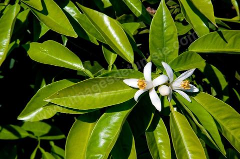 Fleurs d'oranger Bigaradier dans la région de Nabeul. Le bigaradier (Citrus aurantium) est un arbre de la famille des Rutacées (agrume). Le fruit, les feuilles, les rameaux et la fleur ont de nombreuses applications alimentaires et en parfumerie. Ces fleurs d'oranger amer sont blanches ou roses, plus grandes que celles de l'oranger doux et très odorantes. Très parfumée, la fleur du bigaradier sert à la fabrication de l'absolue de fleur d'oranger, de l'eau de fleur d'oranger et de l'essence de néroli utilisée en parfumerie et pour aromatiser les aliments. Ces extraits contiennent de fortes proportions d’anthranylate de méthyle responsable de la note typique de la fleur d’oranger amer.
