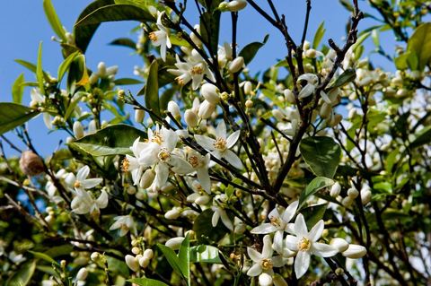 Fleurs d'oranger Bigaradier dans la région de Nabeul. Le bigaradier (Citrus aurantium) est un arbre de la famille des Rutacées (agrume). Le fruit, les feuilles, les rameaux et la fleur ont de nombreuses applications alimentaires et en parfumerie. Ces fleurs d'oranger amer sont blanches ou roses, plus grandes que celles de l'oranger doux et très odorantes. Très parfumée, la fleur du bigaradier sert à la fabrication de l'absolue de fleur d'oranger, de l'eau de fleur d'oranger et de l'essence de néroli utilisée en parfumerie et pour aromatiser les aliments. Ces extraits contiennent de fortes proportions d’anthranylate de méthyle responsable de la note typique de la fleur d’oranger amer.