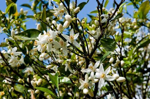 Fleurs d'oranger Bigaradier dans la région de Nabeul. Le bigaradier (Citrus aurantium) est un arbre de la famille des Rutacées (agrume). Le fruit, les feuilles, les rameaux et la fleur ont de nombreuses applications alimentaires et en parfumerie. Ces fleurs d'oranger amer sont blanches ou roses, plus grandes que celles de l'oranger doux et très odorantes. Très parfumée, la fleur du bigaradier sert à la fabrication de l'absolue de fleur d'oranger, de l'eau de fleur d'oranger et de l'essence de néroli utilisée en parfumerie et pour aromatiser les aliments. Ces extraits contiennent de fortes proportions d’anthranylate de méthyle responsable de la note typique de la fleur d’oranger amer.