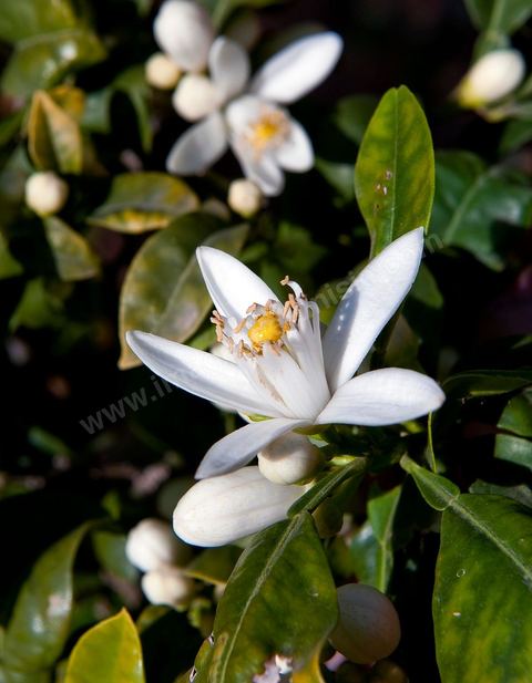 Fleurs d'oranger Bigaradier dans la région de Nabeul. Le bigaradier (Citrus aurantium) est un arbre de la famille des Rutacées (agrume). Le fruit, les feuilles, les rameaux et la fleur ont de nombreuses applications alimentaires et en parfumerie. Ces fleurs d'oranger amer sont blanches ou roses, plus grandes que celles de l'oranger doux et très odorantes. Très parfumée, la fleur du bigaradier sert à la fabrication de l'absolue de fleur d'oranger, de l'eau de fleur d'oranger et de l'essence de néroli utilisée en parfumerie et pour aromatiser les aliments. Ces extraits contiennent de fortes proportions d’anthranylate de méthyle responsable de la note typique de la fleur d’oranger amer.