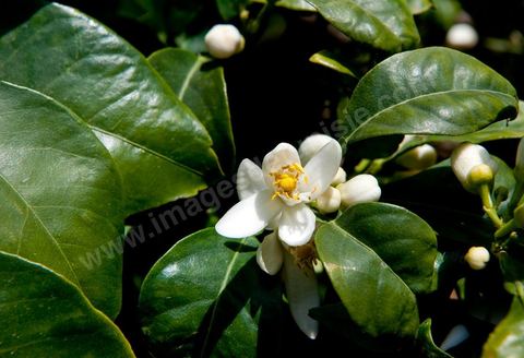 Fleurs d'oranger Bigaradier dans la région de Nabeul. Le bigaradier (Citrus aurantium) est un arbre de la famille des Rutacées (agrume). Le fruit, les feuilles, les rameaux et la fleur ont de nombreuses applications alimentaires et en parfumerie. Ces fleurs d'oranger amer sont blanches ou roses, plus grandes que celles de l'oranger doux et très odorantes. Très parfumée, la fleur du bigaradier sert à la fabrication de l'absolue de fleur d'oranger, de l'eau de fleur d'oranger et de l'essence de néroli utilisée en parfumerie et pour aromatiser les aliments. Ces extraits contiennent de fortes proportions d’anthranylate de méthyle responsable de la note typique de la fleur d’oranger amer.
