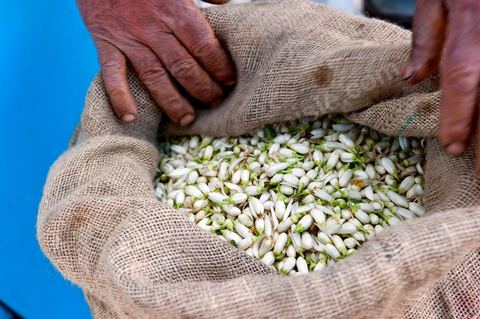 Marché traditionnel des fleurs d'orangers à , les cultivateurs apportent ici leur cueillette destinées aux producteurs et particuliers. 