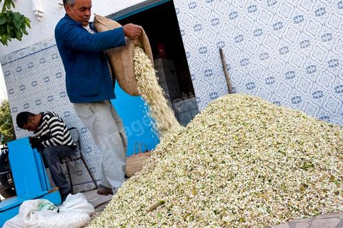 Marché traditionnel des fleurs d'orangers à , les cultivateurs apportent ici leur cueillette destinées aux producteurs et particuliers. 