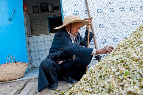 Marché traditionnel des fleurs d'orangers à , les cultivateurs apportent ici leur cueillette destinées aux producteurs et particuliers. 