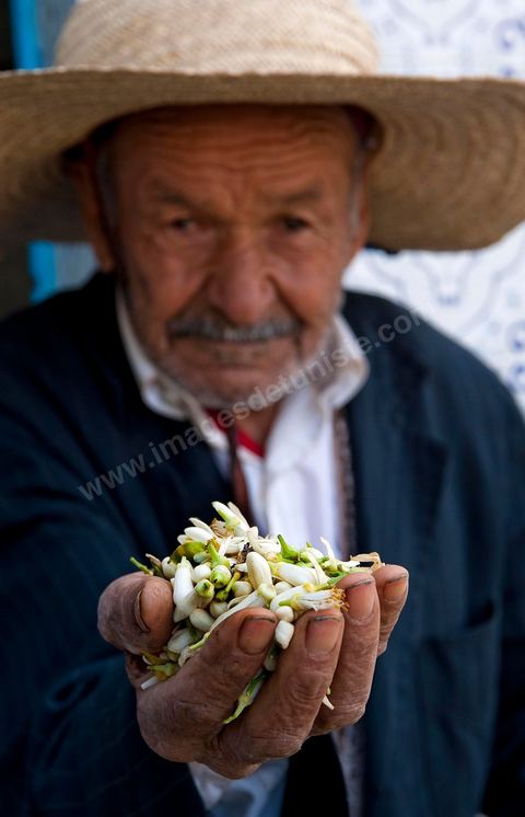Marché traditionnel des fleurs d'orangers à , les cultivateurs apportent ici leur cueillette destinées aux producteurs et particuliers. 