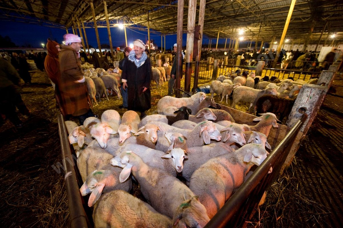 Le marché aux bestiaux