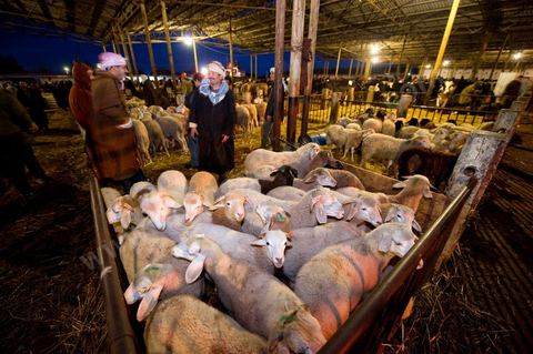 Marché aux bestiaux bovins et ovidés à Tunis, Vente aux enchères et vente en gros du bétail mouton, agneaux, chèvres, vaches, veau