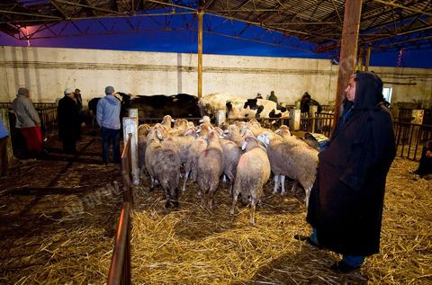 Marché aux bestiaux bovins et ovidés à Tunis, Vente aux enchères et vente en gros du bétail mouton, agneaux, chèvres, vaches, veau