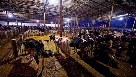 Marché aux bestiaux bovins et ovidés à Tunis, Vente aux enchères et vente en gros du bétail mouton, agneaux, chèvres, vaches, veau