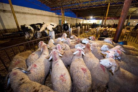 Marché aux bestiaux bovins et ovidés à Tunis, Vente aux enchères et vente en gros du bétail mouton, agneaux, chèvres, vaches, veau