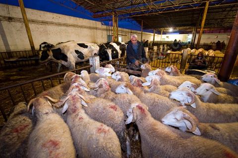 Marché aux bestiaux bovins et ovidés à Tunis, Vente aux enchères et vente en gros du bétail mouton, agneaux, chèvres, vaches, veau