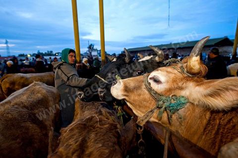Marché aux bestiaux bovins et ovidés à Tunis, Vente aux enchères et vente en gros du bétail mouton, agneaux, chèvres, vaches, veau