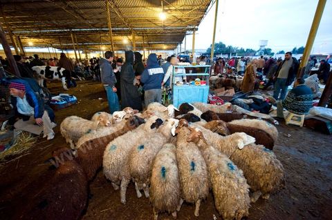Marché aux bestiaux bovins et ovidés à Tunis, Vente aux enchères et vente en gros du bétail mouton, agneaux, chèvres, vaches, veau