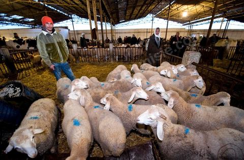 Marché aux bestiaux bovins et ovidés à Tunis, Vente aux enchères et vente en gros du bétail mouton, agneaux, chèvres, vaches, veau