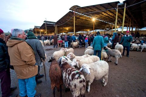 Marché aux bestiaux bovins et ovidés à Tunis, Vente aux enchères et vente en gros du bétail mouton, agneaux, chèvres, vaches, veau