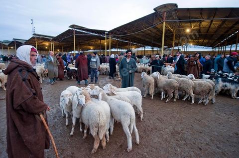Marché aux bestiaux bovins et ovidés à Tunis, Vente aux enchères et vente en gros du bétail mouton, agneaux, chèvres, vaches, veau