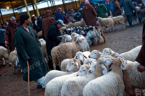 Marché aux bestiaux bovins et ovidés à Tunis, Vente aux enchères et vente en gros du bétail mouton, agneaux, chèvres, vaches, veau