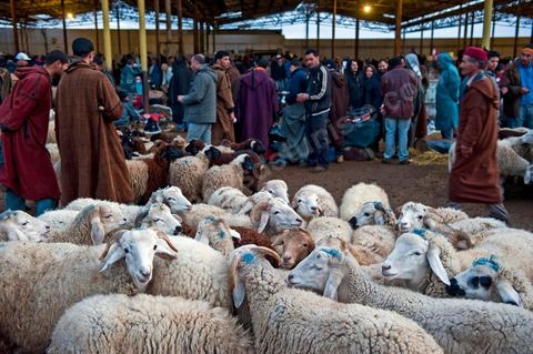 Marché aux bestiaux bovins et ovidés à Tunis, Vente aux enchères et vente en gros du bétail mouton, agneaux, chèvres, vaches, veau
