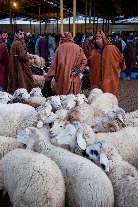Marché aux bestiaux bovins et ovidés à Tunis, Vente aux enchères et vente en gros du bétail mouton, agneaux, chèvres, vaches, veau