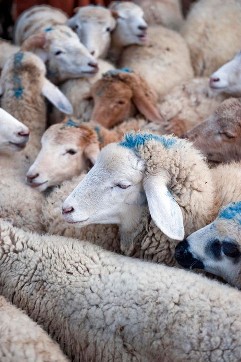 Marché aux bestiaux bovins et ovidés à Tunis, Vente aux enchères et vente en gros du bétail mouton, agneaux, chèvres, vaches, veau