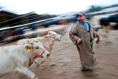 Marché aux bestiaux bovins et ovidés à Tunis, Vente aux enchères et vente en gros du bétail mouton, agneaux, chèvres, vaches, veau
