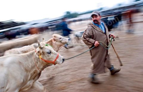Marché aux bestiaux bovins et ovidés à Tunis, Vente aux enchères et vente en gros du bétail mouton, agneaux, chèvres, vaches, veau