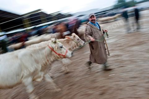 Marché aux bestiaux bovins et ovidés à Tunis, Vente aux enchères et vente en gros du bétail mouton, agneaux, chèvres, vaches, veau